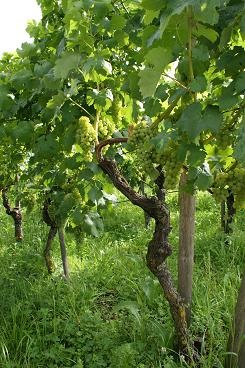 Weinstock vor der Ernte